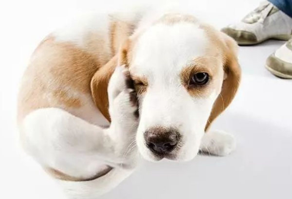 What s wrong with dogs scratching it often