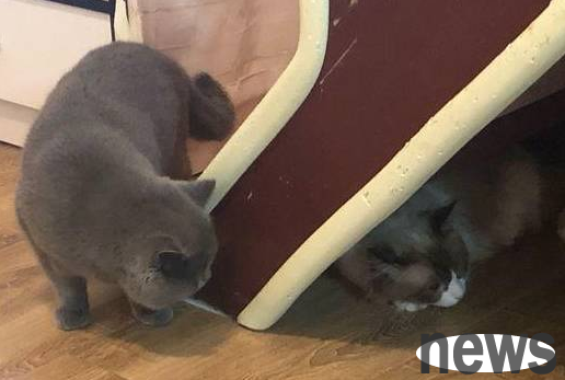 A new Ragdoll Cat came to the house. The Aboriginal Blue Cat frequently provoked her and was beaten 3 times in 10 minutes.