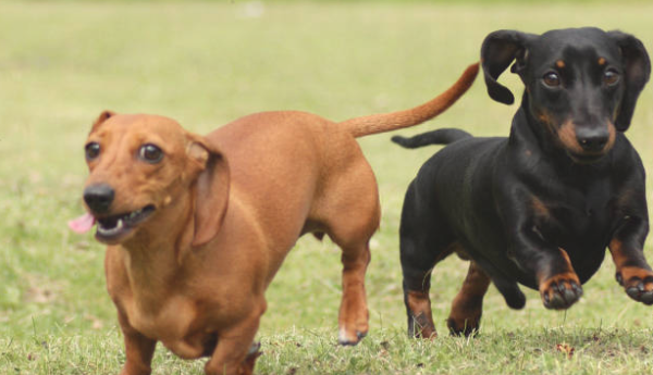 5 kinds of dogs that are easy to practice, they are all very intelligent