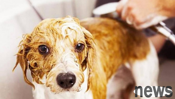 What are the common problems with dog bathing? Come and find out