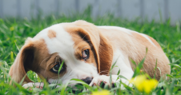 Why do dogs like to sleep with their owners? Do you know?