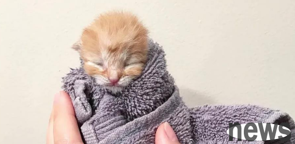 The kitten rescued was only four days old, so in order to restore the kitten to health, I had to carry it with me.