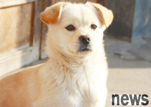 Dogs have fungal skin disease? This can be done