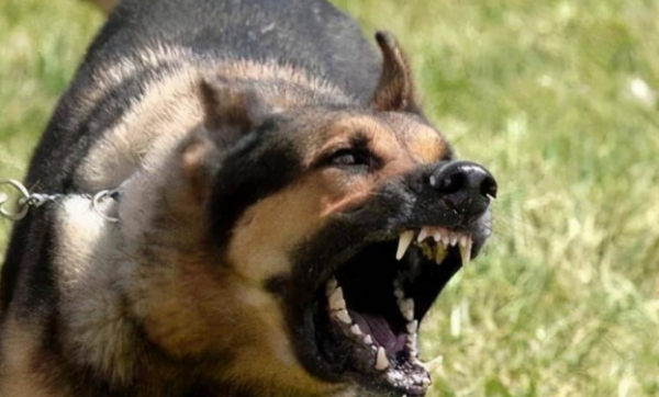 These characteristics of dogs are specific manifestations of ungrateful wolf, and this dog is in vain.