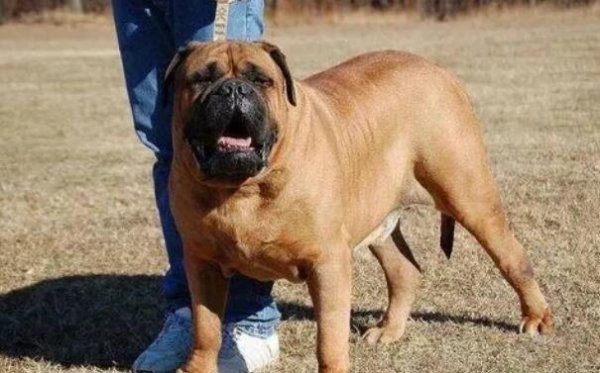 To summarize these dogs with short service life, the least they cannot survive in elementary school and junior high school!