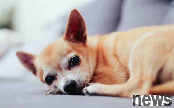 How long does it take for dog mites to be cured? How long does it take to clear dog mites?