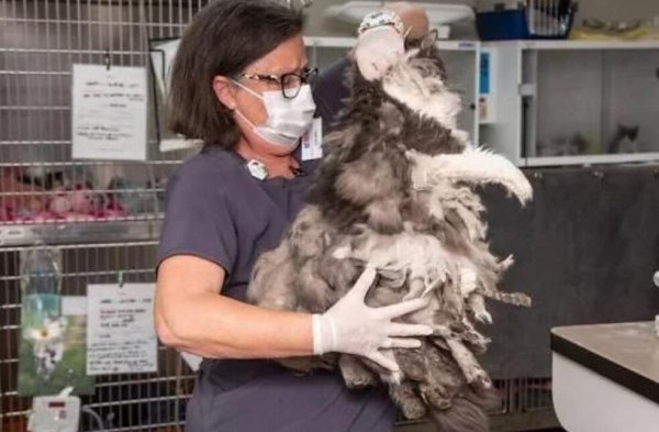 After the owner passed away, it turned into a 