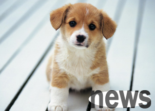 A detailed explanation of this article: What s wrong with a dog suddenly having diarrhea?
