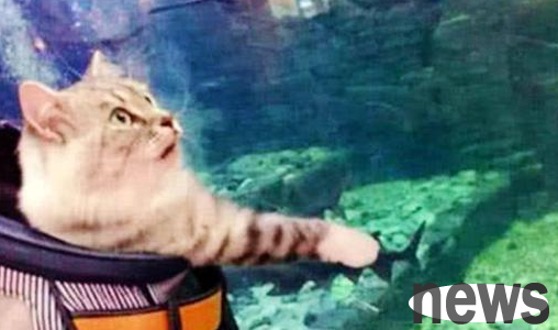 The woman took the cat to the aquarium and heard the cat screaming behind her