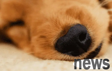 This article will tell you what happens when dogs keep sniffing?