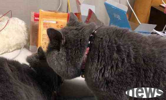 The owner took the female cat out for breeding. When the male cat smelled it, he knew that he was green. His expression made the owner embarrassed.