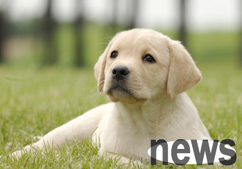 What s wrong with a small pussy on the dog s stomach? There are answers here