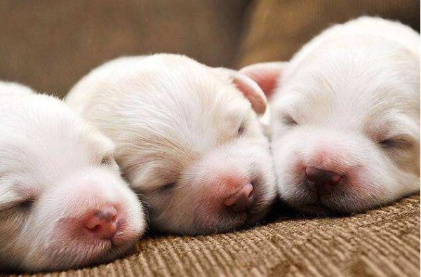 How many days does the dog s eyes open? If you don t know, come and have a look