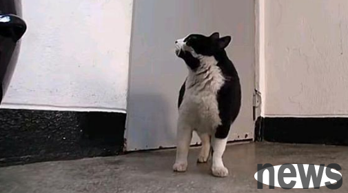 The stray cat asked for help with a big belly, and he rushed into the house despite opposition, giving birth to three kittens in one breath!