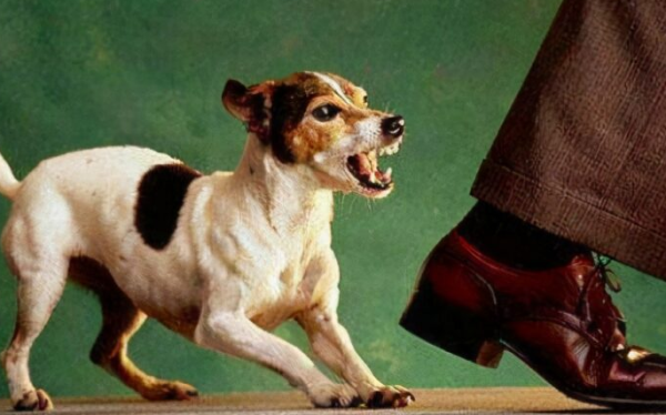 Want to know how dogs rely on to know their owners? Look here