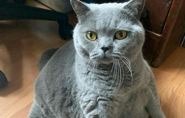 The British short cat was abandoned, and the grandparents spoiled them into fat grandsons after adoption!