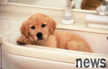 How old is a puppy to take a bath? If you are curious, come and have a look!