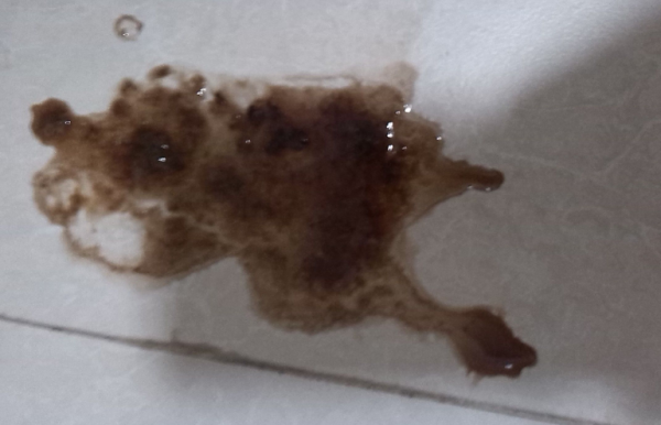 Do you know why dogs have mucus?