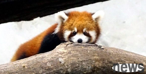 The activity is even more intense during the cold weather. The panda baby is leading the world outdoors
