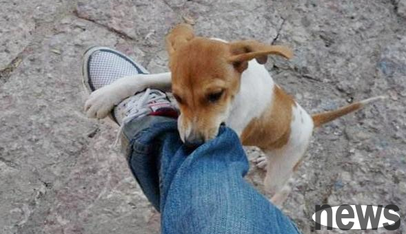 What should I do if a dog likes to bite people’s feet? There are these ways