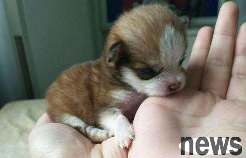 How old are puppies usually allowed to be adopted? If you want to know, please read here