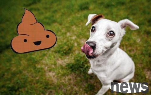 Why do dogs eat their own poop? Probably this is the reason