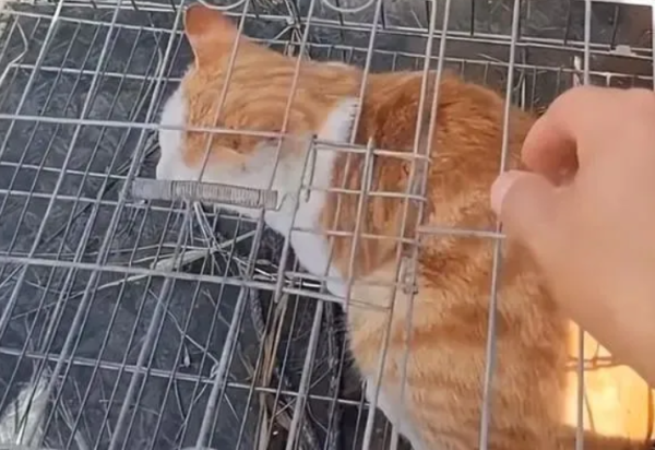 The orange cat ate a pigeon worth thousands of dollars, and the young man was so angry that he 