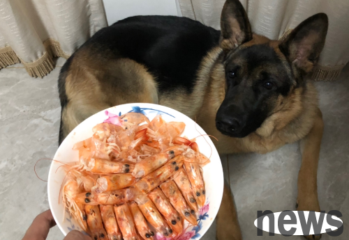 Can dogs eat cooked shrimp? Dog breeding knowledge points~