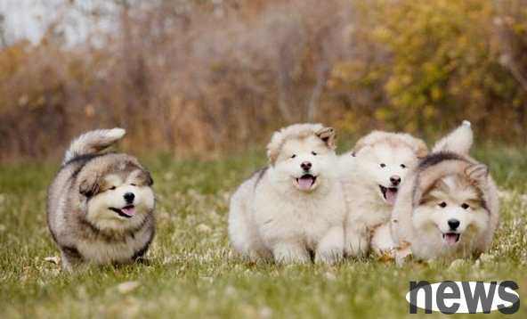 What are the three stupidest dogs? These are the three types