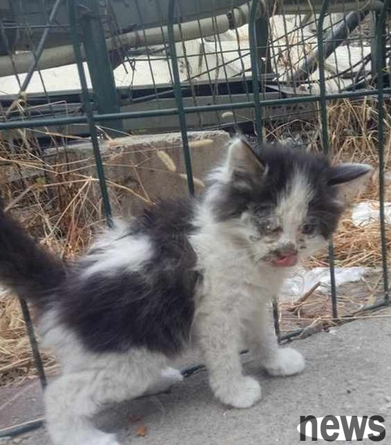 A woman picked up a stray cat and got a surprise a few months later! Cat: I am beautiful to begin with