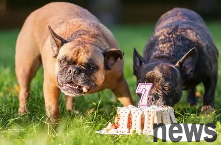 Can dogs eat cake? Come and take a look, shit shovel officer