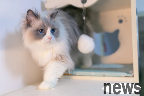 TVB actress put the cat in the washing machine and spun it wildly, animal cruelty aroused public outrage, and the court ruled