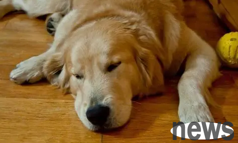 My dog ​​has diarrhea like mud and smells bad but is in good spirits. What s going on?