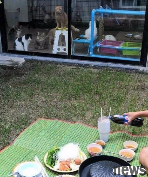 The owner was having a barbecue in the yard. The cats’ eyes were straightened through the glass door, and the orange cat’s nostrils were filled with anger.