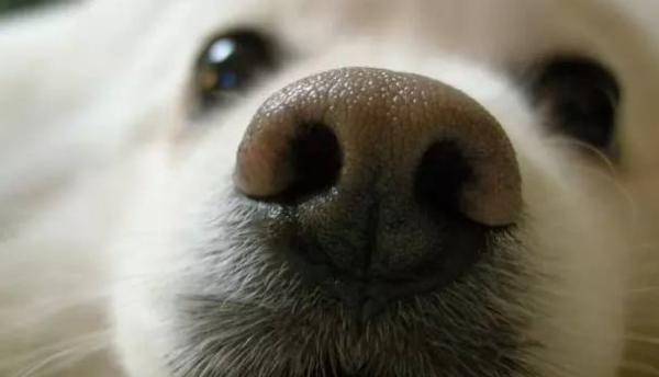 Why do dogs always sniff? You need to know these reasons