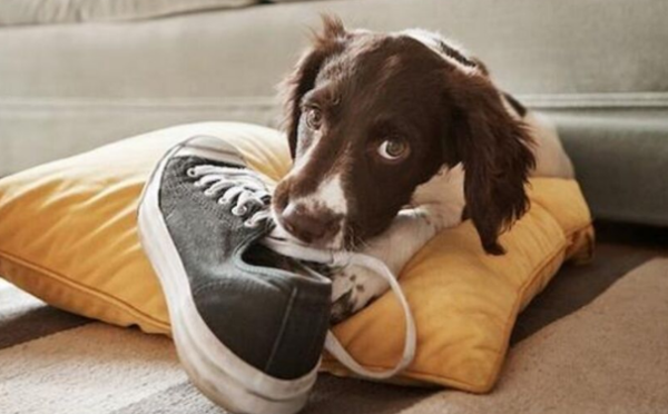 Let me tell you why dogs bite shoes