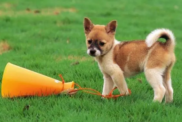 There are taboos in getting along between humans and dogs. Beginners must get it~