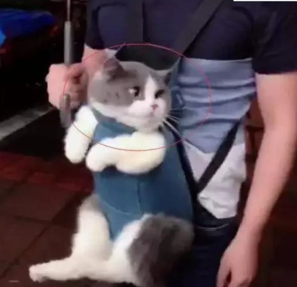 A man is carrying a cat for a walk, and the cat has a confused expression on its face.