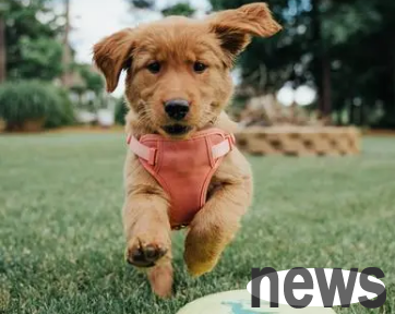 Let you know: the reasons why puppies stay up in the middle of the night and whine