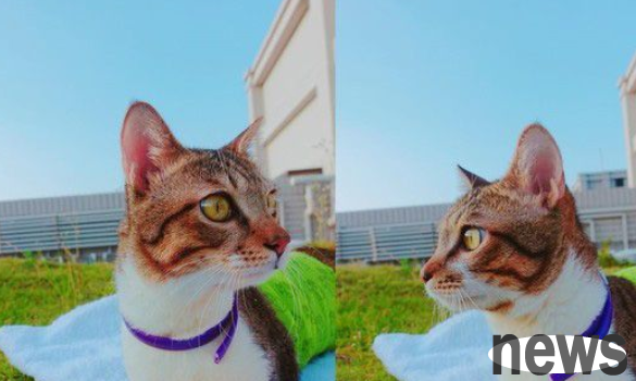 The cat was injured by electric shock and had all four limbs amputated. It relied on the remaining little limbs to act coquettishly to its new mother.