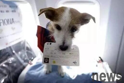 What procedures are required to transport dogs by air? Let’s find out quickly.