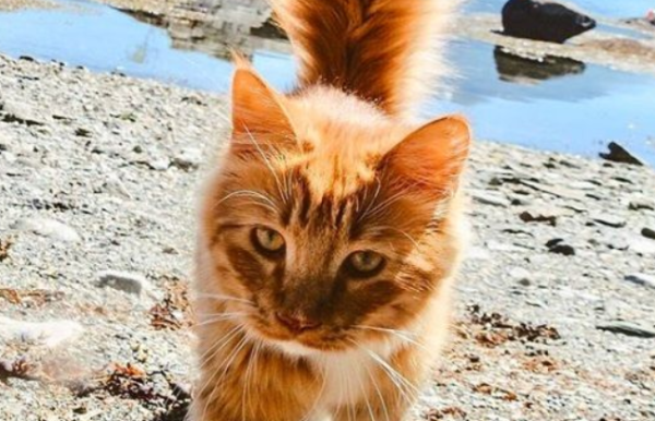 The orange cat has a super beautiful swollen tail, and its tail sways as it walks, making it look very domineering.