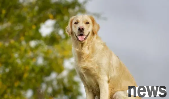 How to use tick repellent for pets? Come and find out