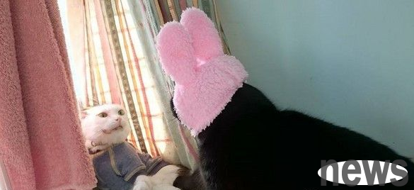 The black cat wears pink bunny ears and looks domineering, scaring another cat