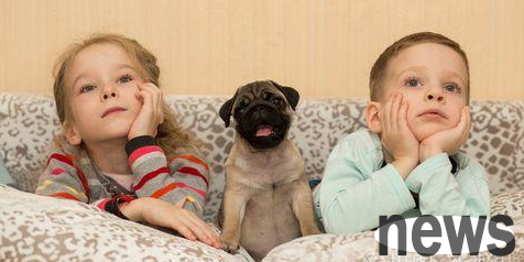 How is a dog’s vision? Can he really watch TV? The answer is revealed...