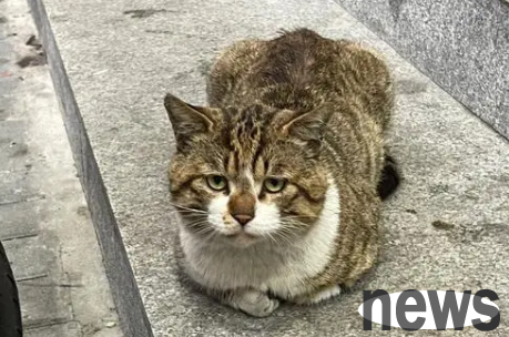 A stray cat that was abandoned by its owner was so cold that it 