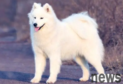 Come and find out, how do puppies tell whether they are ferocious or not?