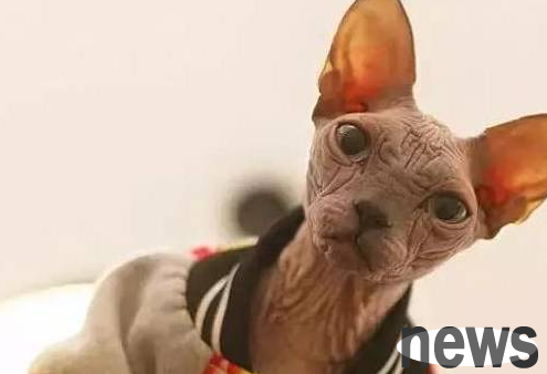 The hairless cat looks like a crystal shrimp dumpling, not to mention Gollum and Dobby!