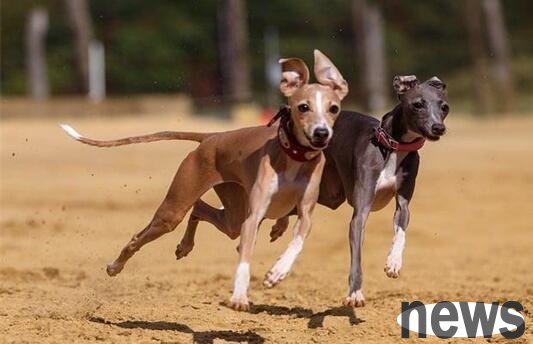 Do you like dogs with long faces? Then you can’t miss this article~