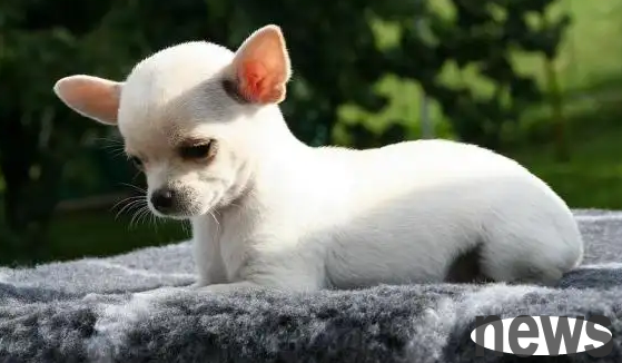 The 11 smallest dog breeds in the world, Chinese dogs are on the list!